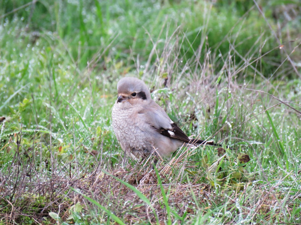 Northern Shrike - ML612132725