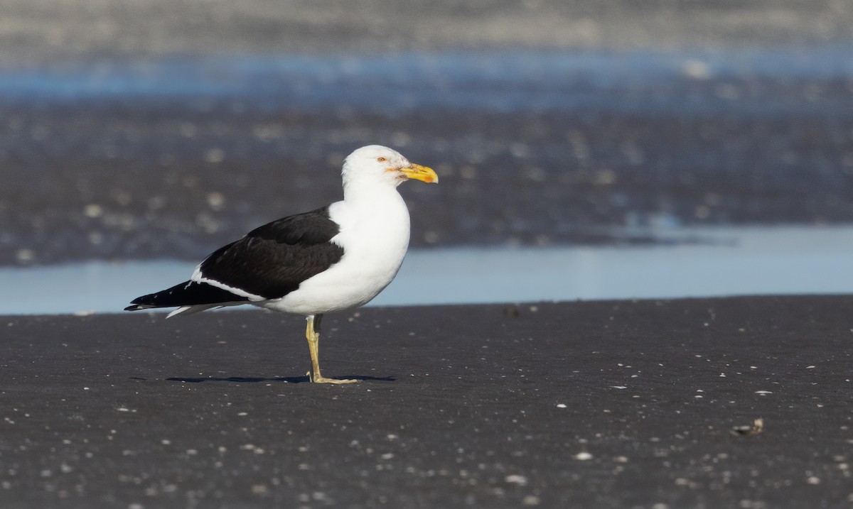 Kelp Gull (dominicanus) - ML612132728