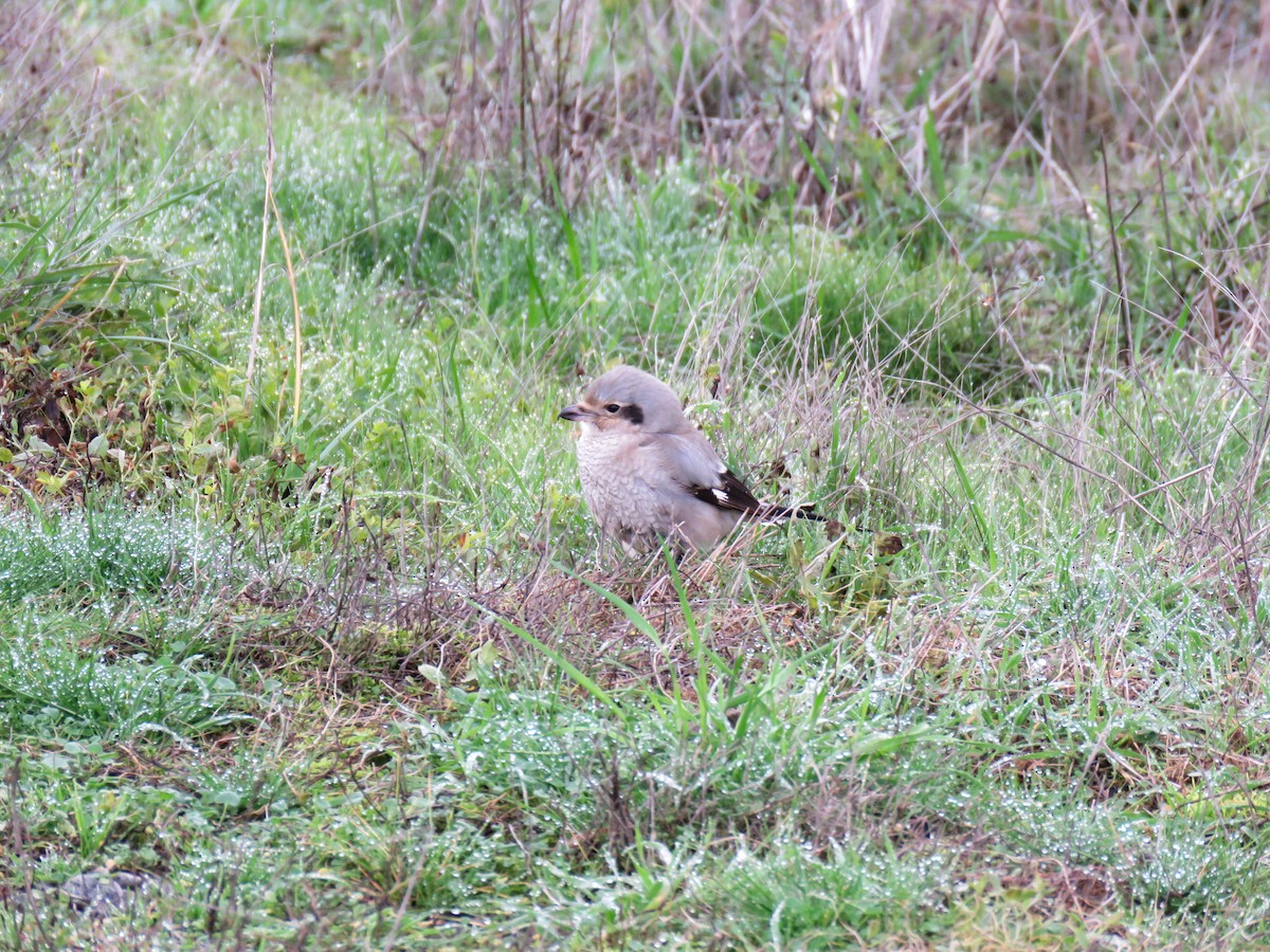 Northern Shrike - ML612132731
