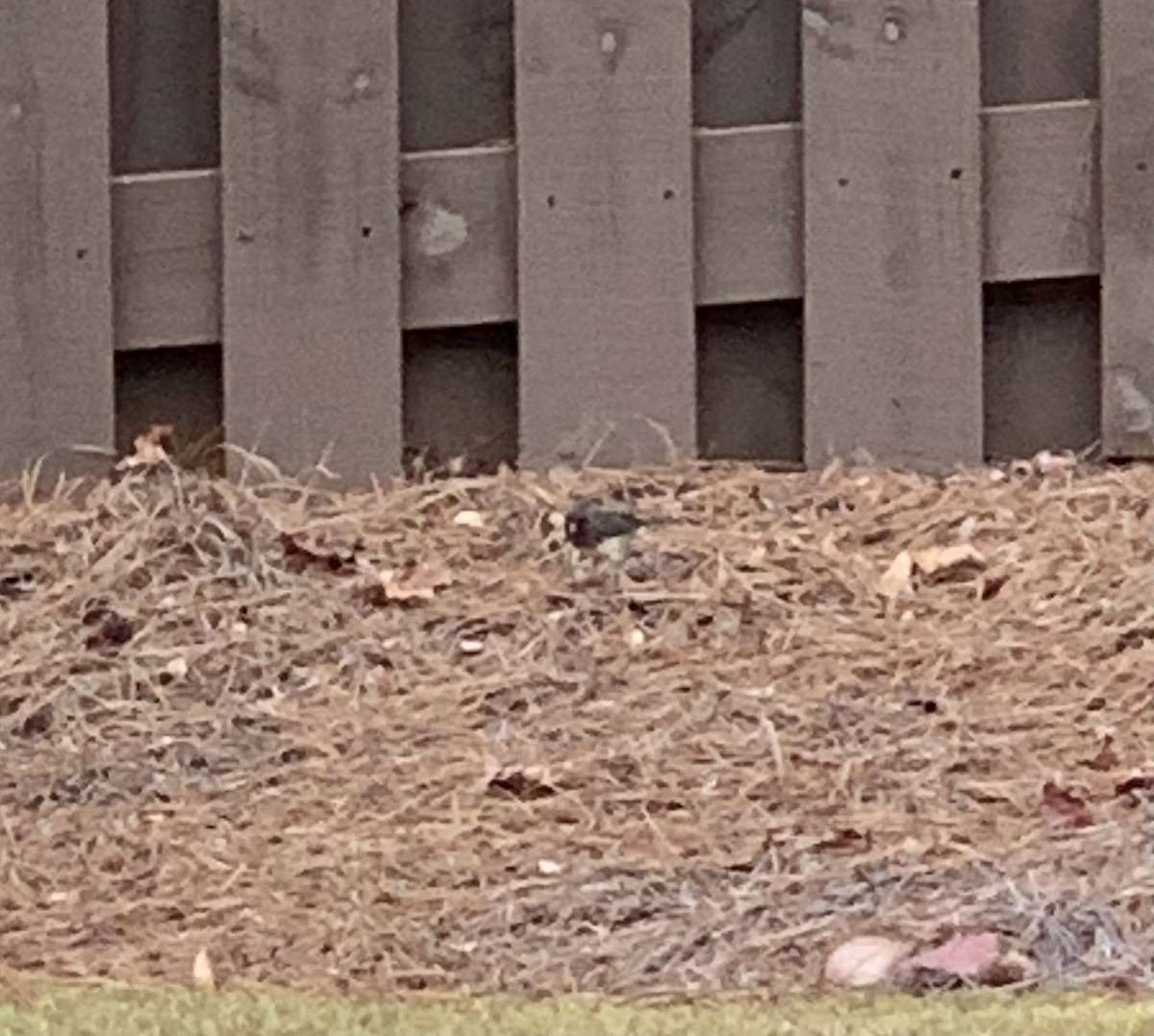 Dark-eyed Junco (Slate-colored) - ML612132734