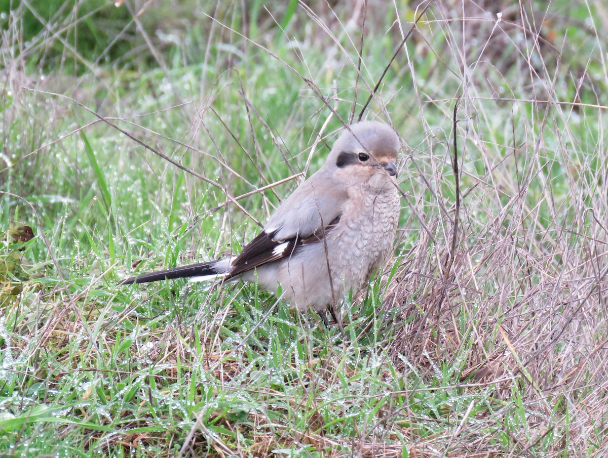 Northern Shrike - ML612132736