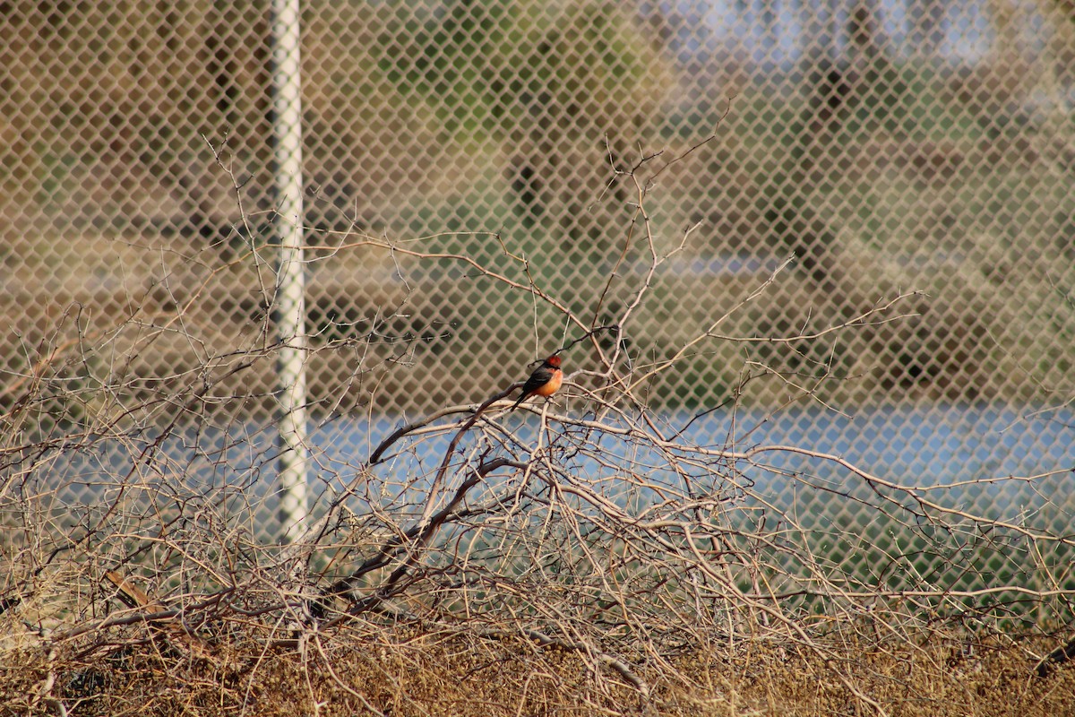 Vermilion Flycatcher - ML612132738