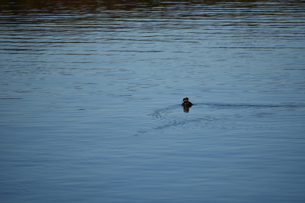 Hooded Merganser - ML612132749