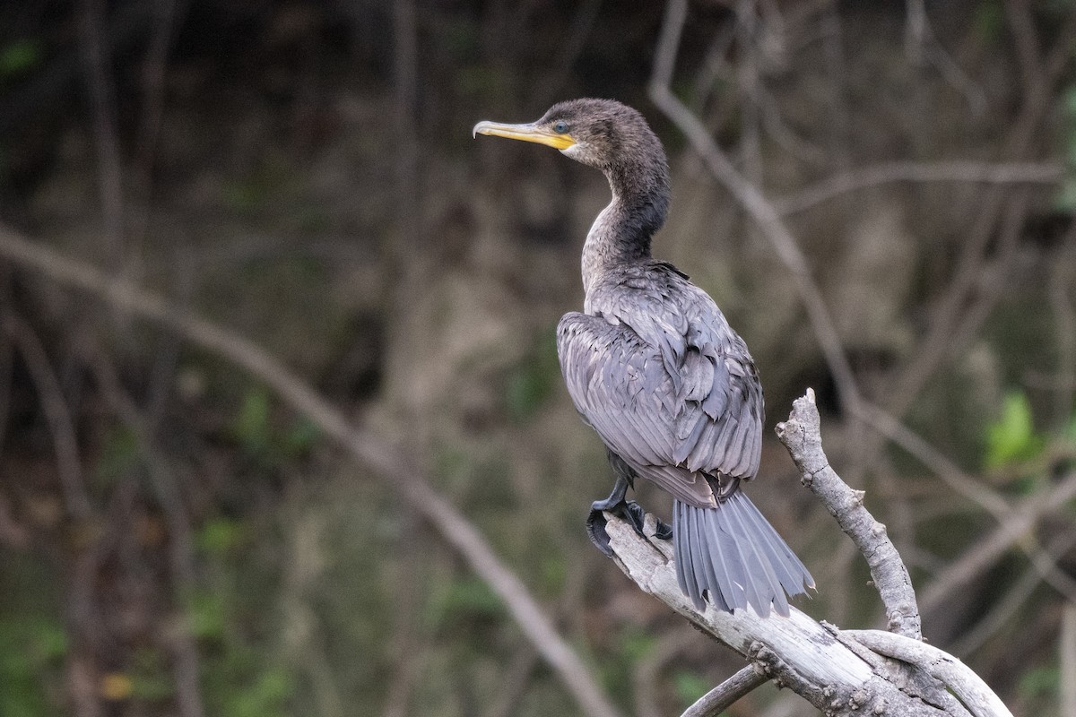 Neotropic Cormorant - ML612132751