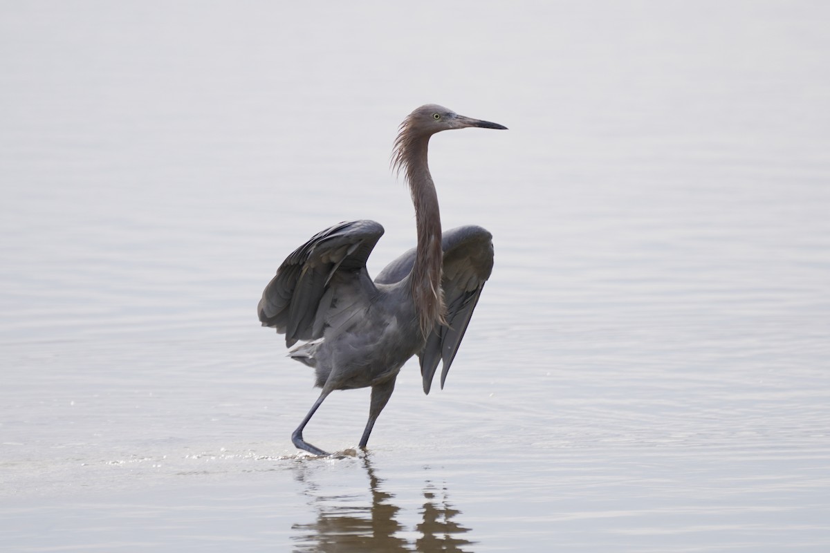 Reddish Egret - ML612132752