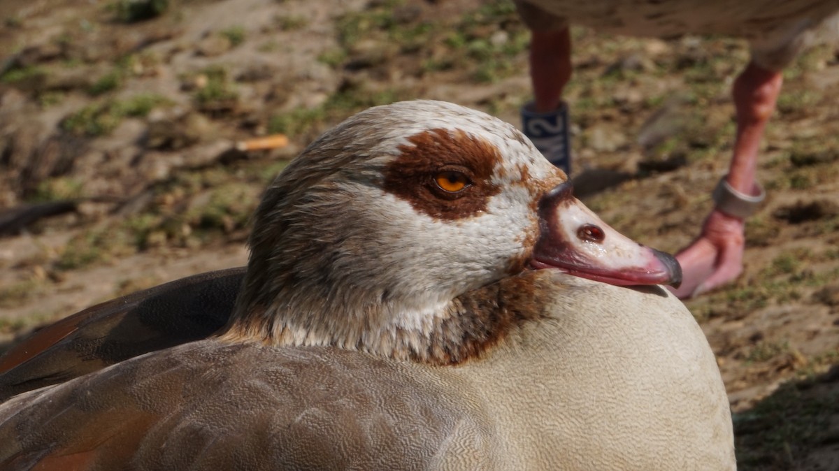 Egyptian Goose - ML612132755
