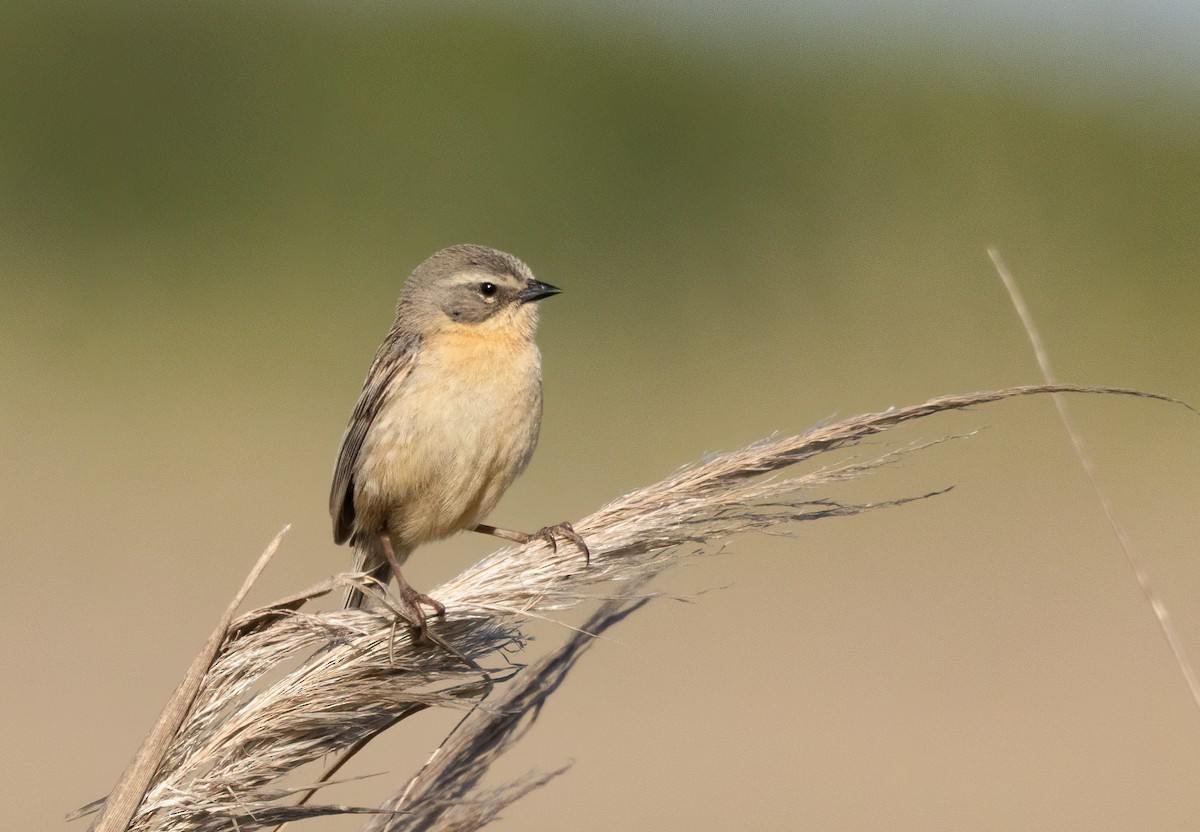 Long-tailed Reed Finch - ML612132756