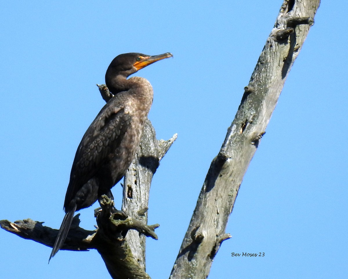 Double-crested Cormorant - ML612132757