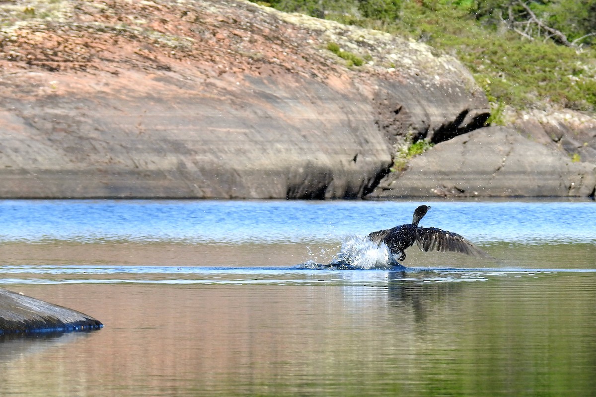 Double-crested Cormorant - ML612132758
