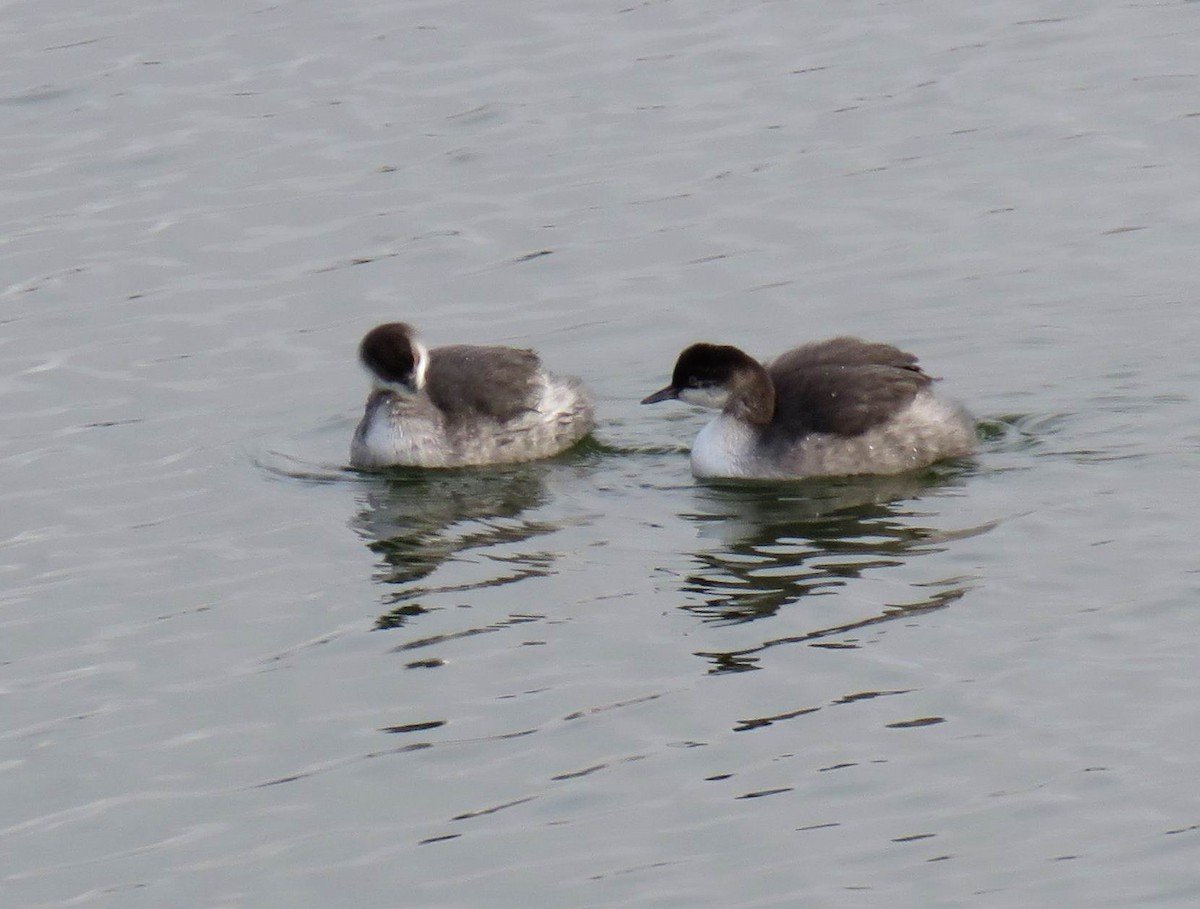 Eared Grebe - ML612132761