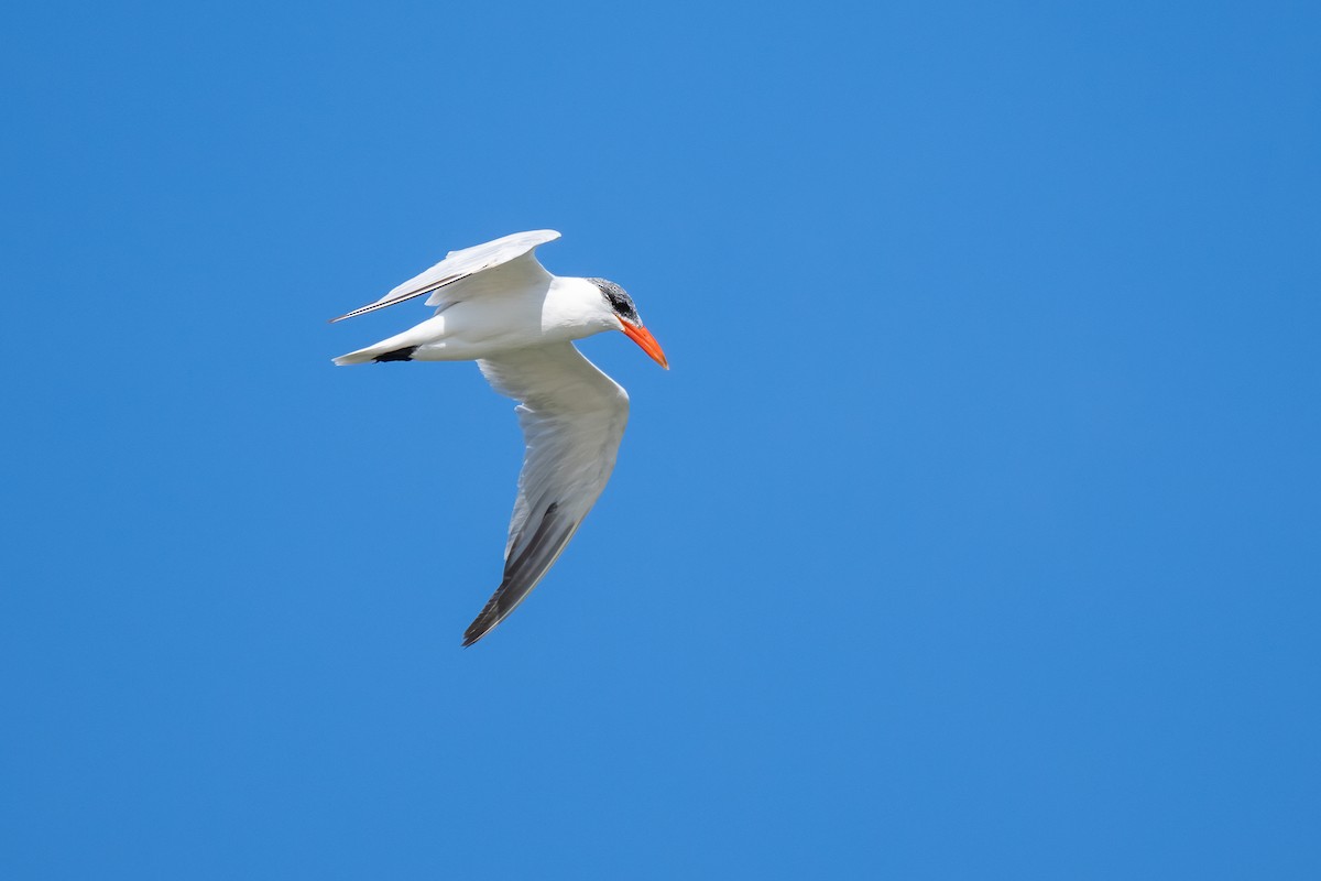Caspian Tern - ML612132763