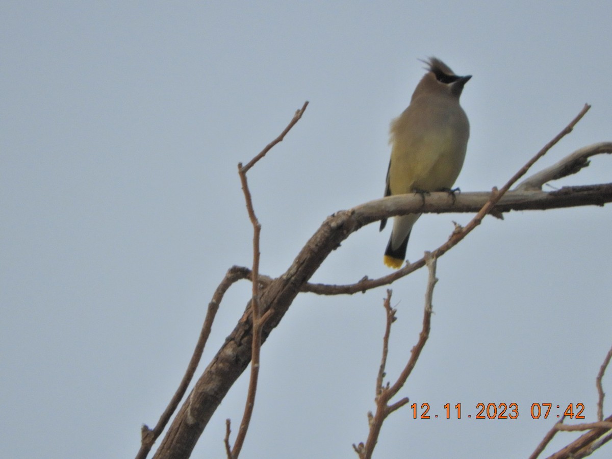 Cedar Waxwing - ML612132768
