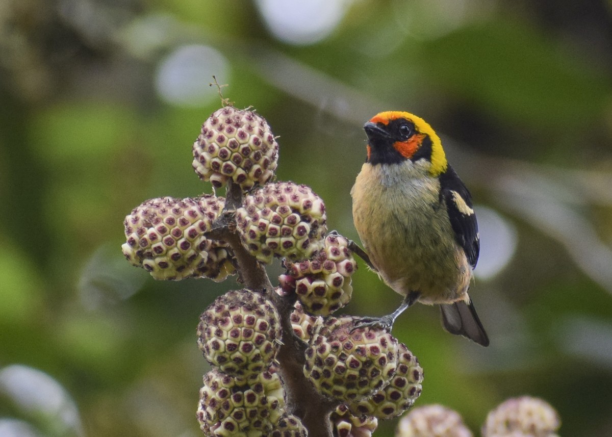 Flame-faced Tanager - ML612133256