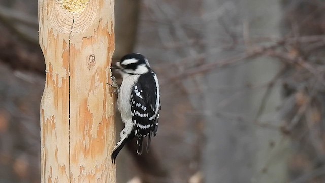 Downy Woodpecker (Eastern) - ML612133440