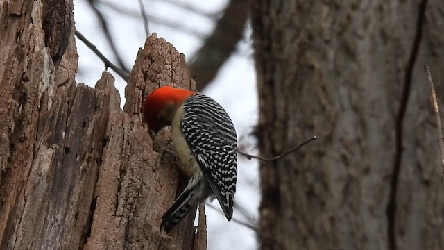Red-bellied Woodpecker - ML612133634