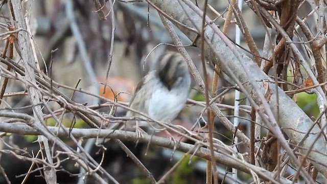 White-throated Sparrow - ML612133755
