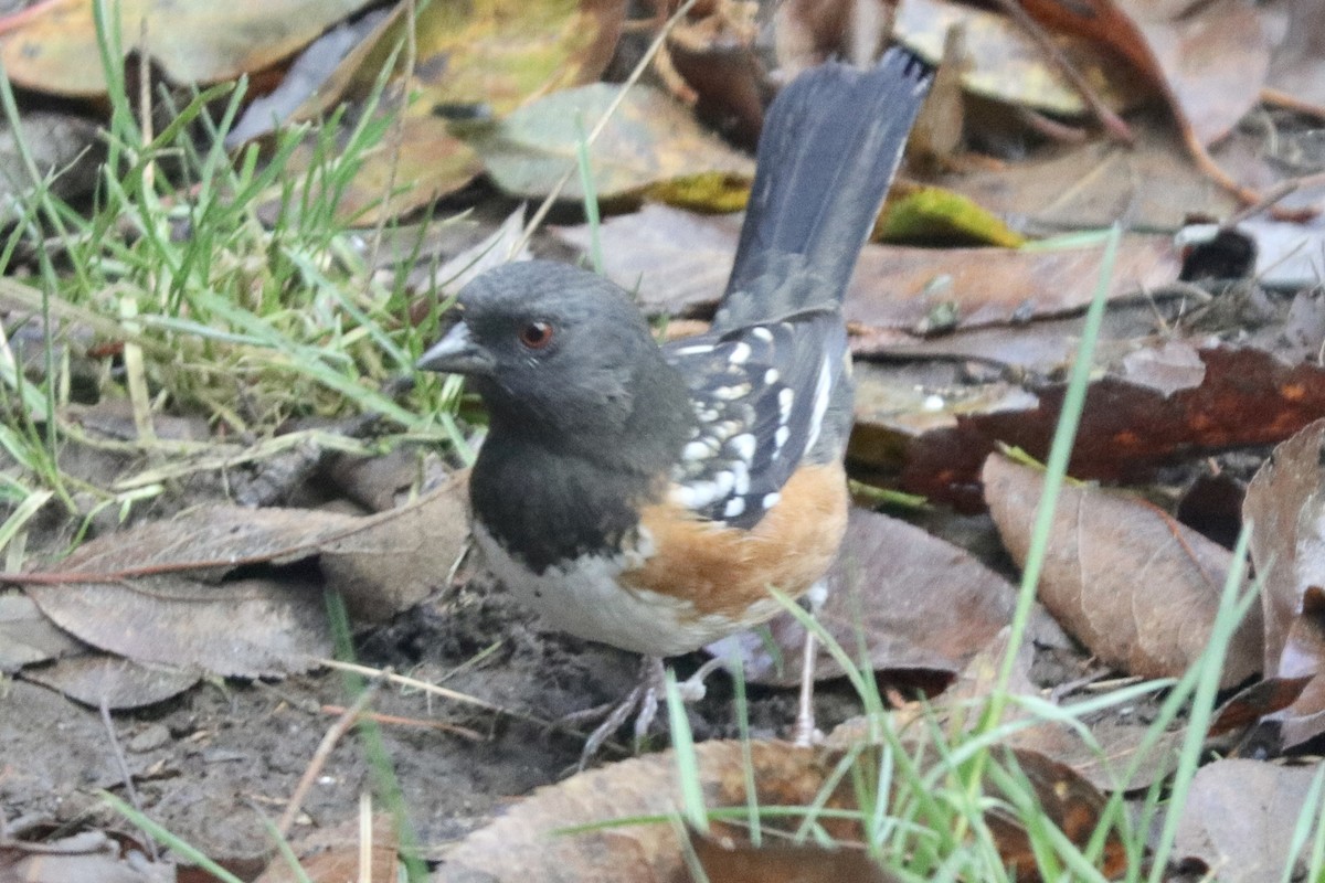 Spotted Towhee (maculatus Group) - ML612134859