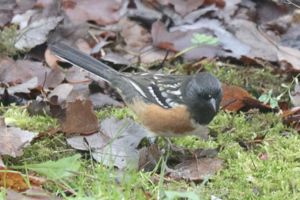 Spotted Towhee (maculatus Group) - ML612134860