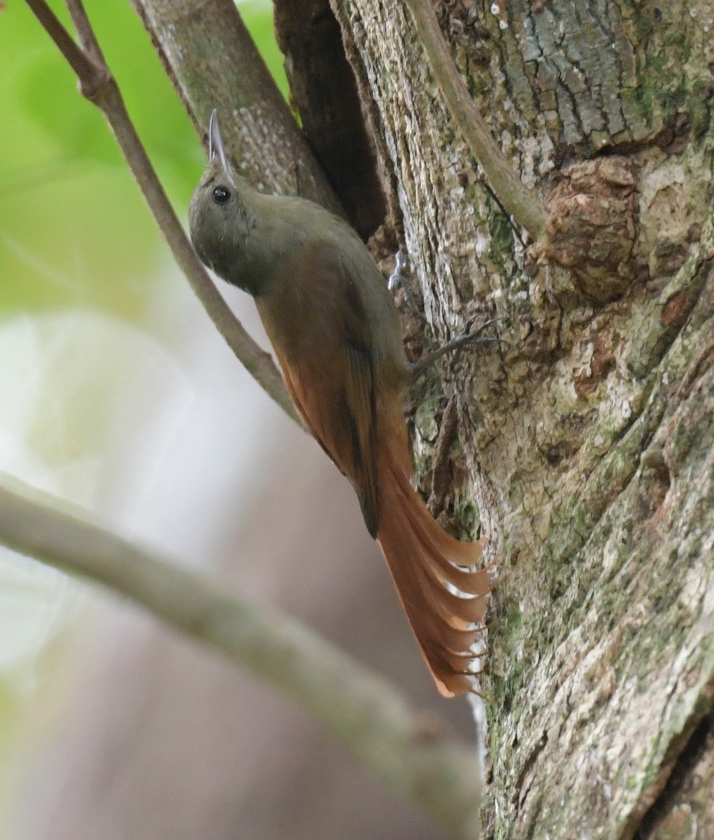 Olivaceous Woodcreeper (Grayish) - Ernest Crvich