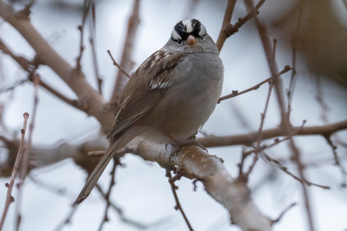 White-crowned Sparrow - ML612135583