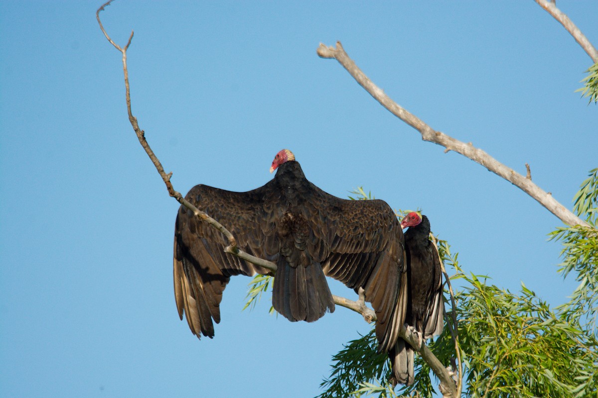 Turkey Vulture - Nico Visser