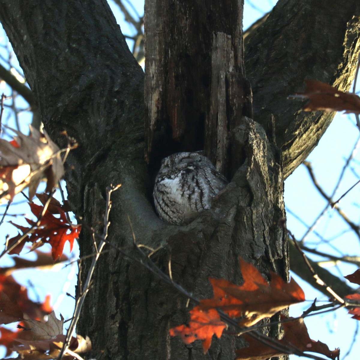 New York Breeding Bird Atlas Checklist - 11 Dec 2023 - ESOW Roost South ...