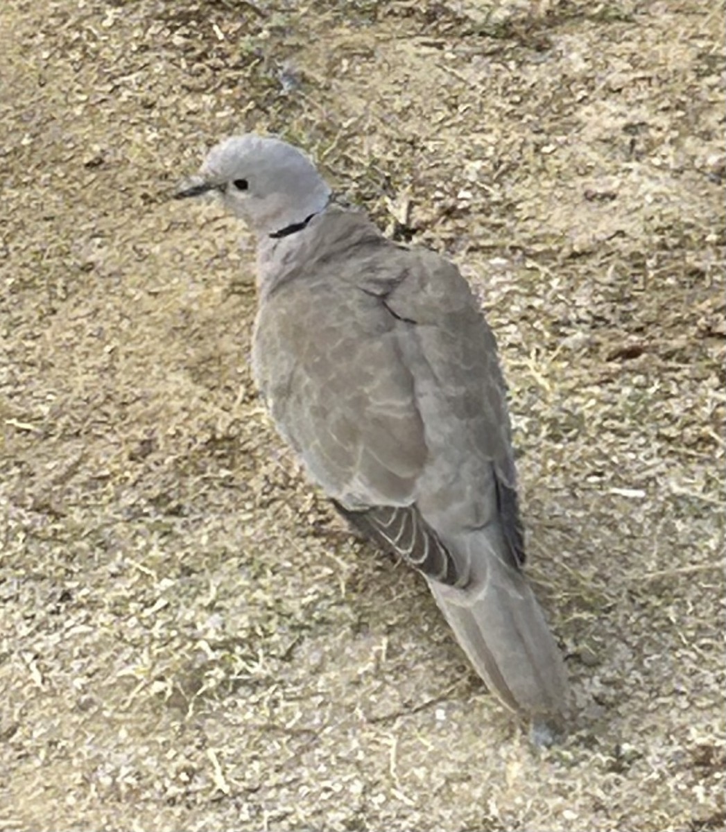Eurasian Collared-Dove - ML612136088