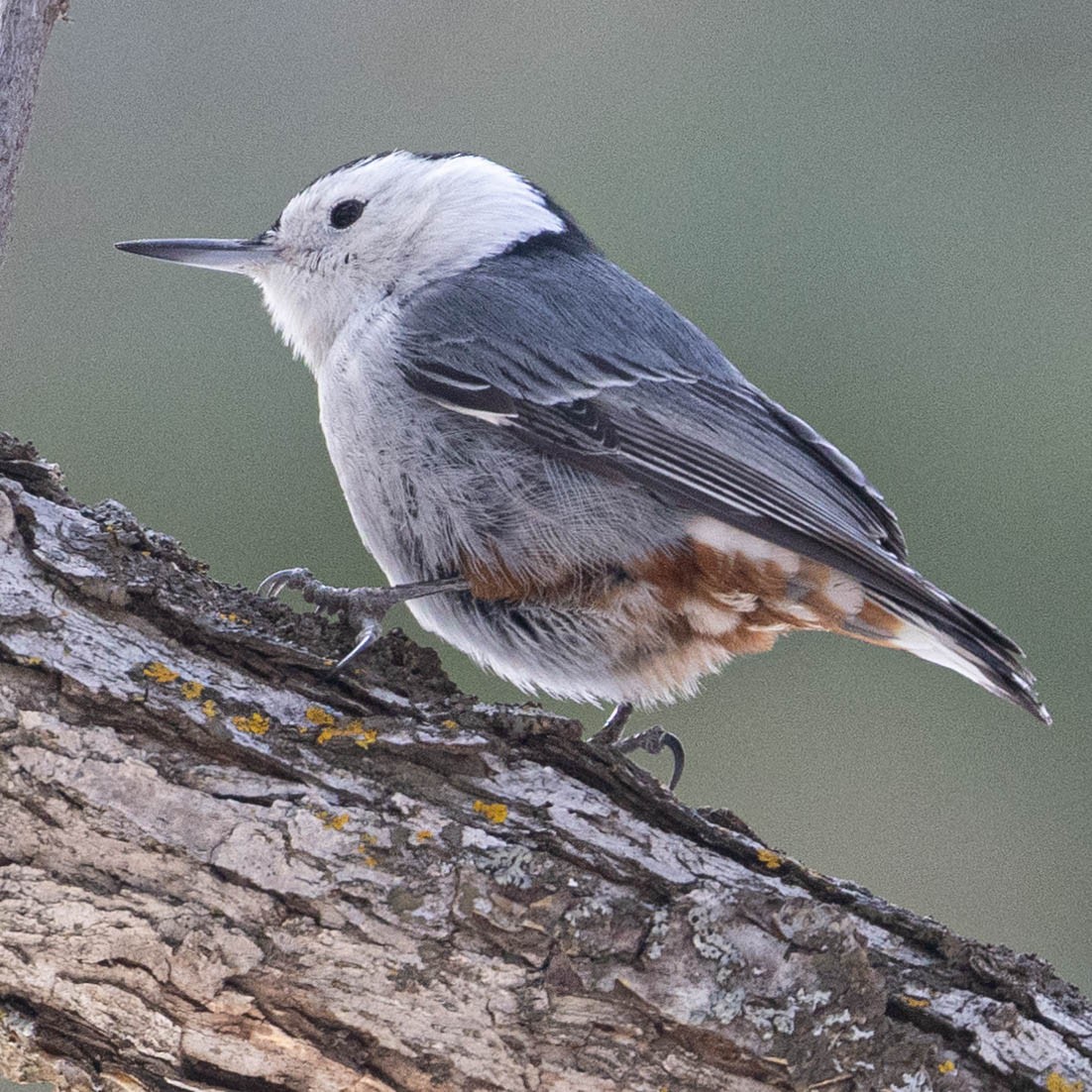 White-breasted Nuthatch - ML612136636