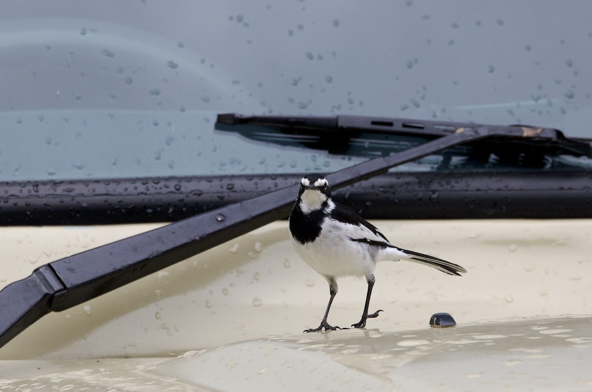 African Pied Wagtail - ML612136678