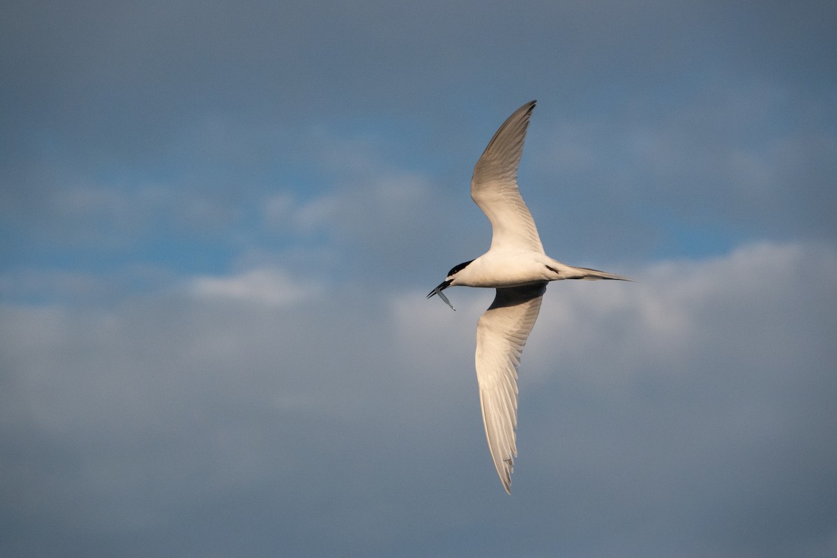 White-fronted Tern - ML612136733