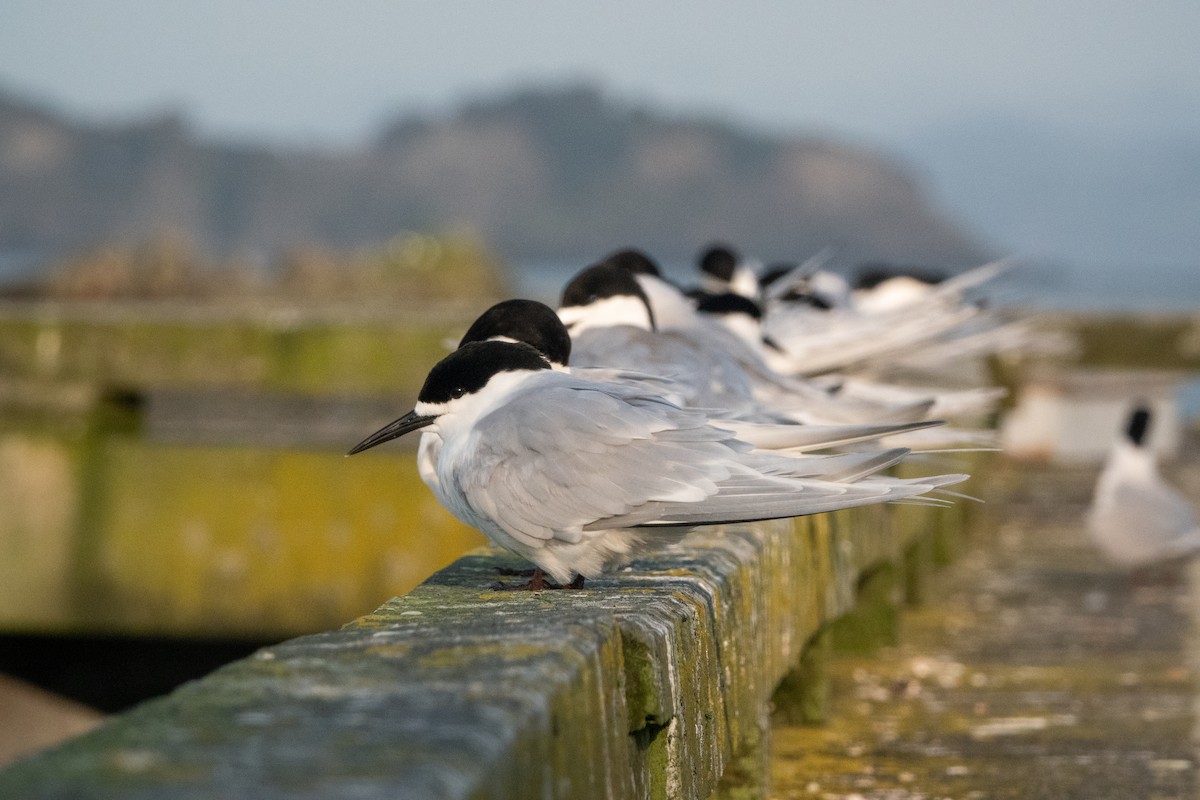 White-fronted Tern - ML612136734