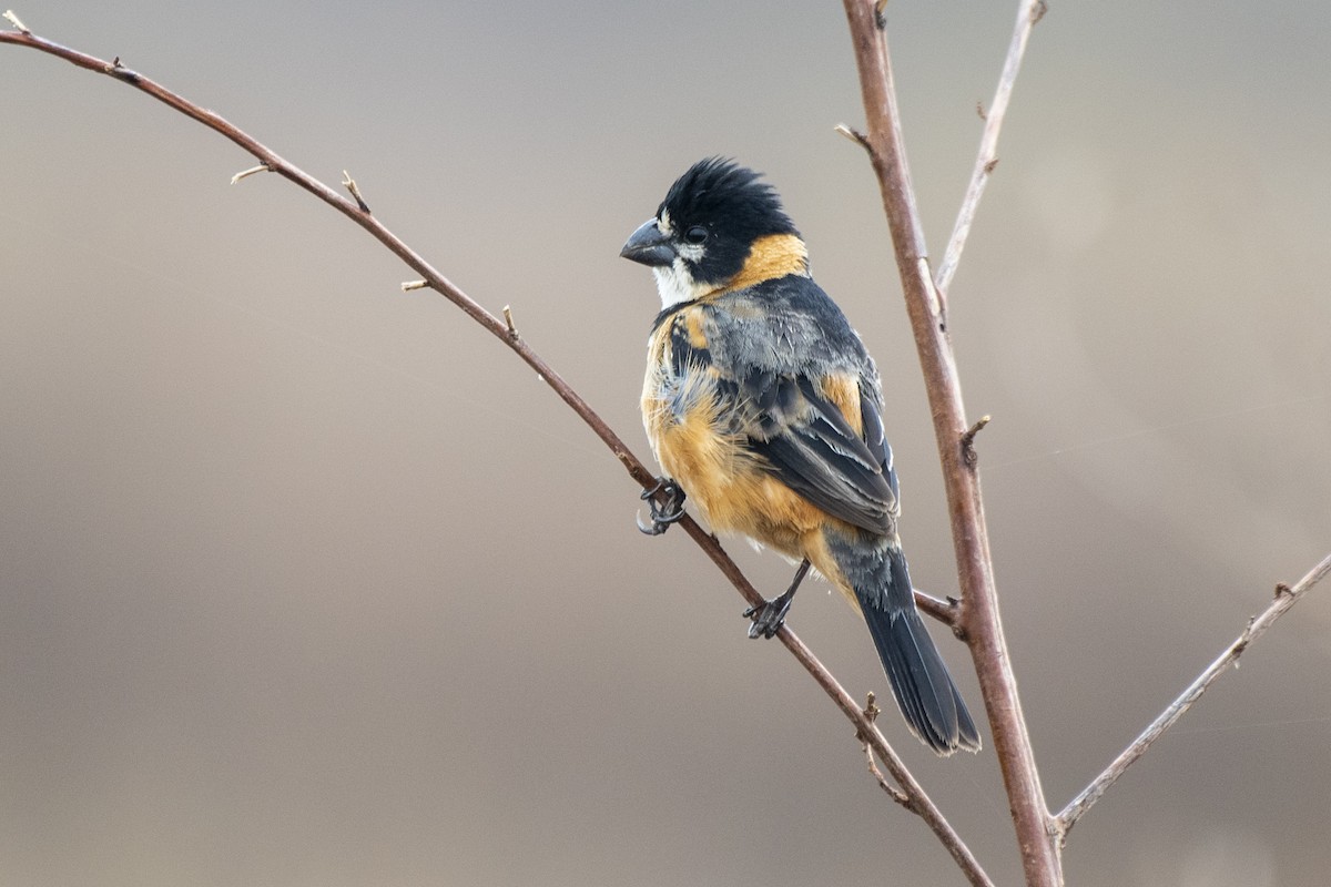 Rusty-collared Seedeater - ML612137241