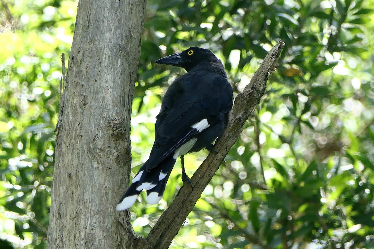 Pied Currawong - ML612137294