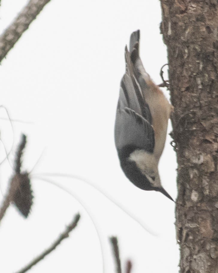 White-breasted Nuthatch - ML612137416