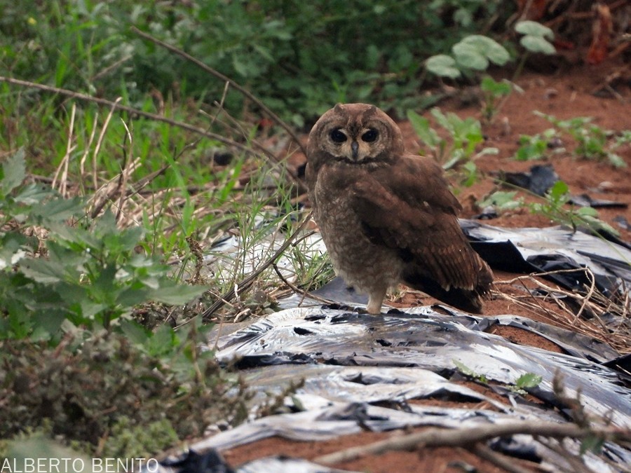 Marsh Owl - ML612137464
