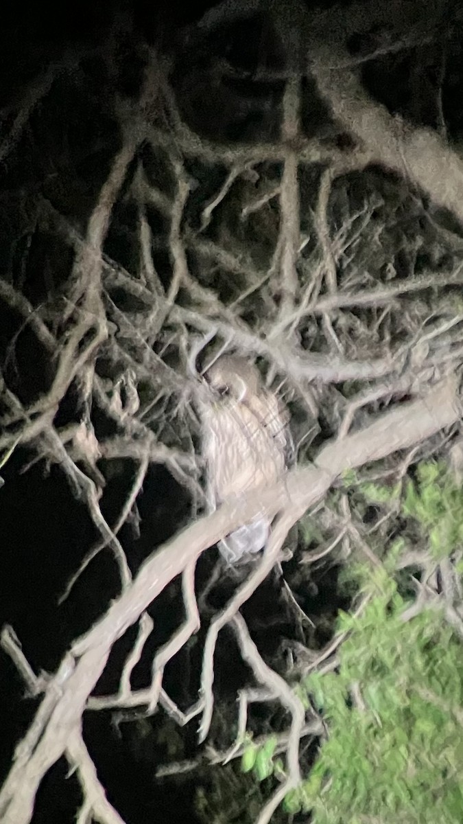 Mottled Owl - ML612137478