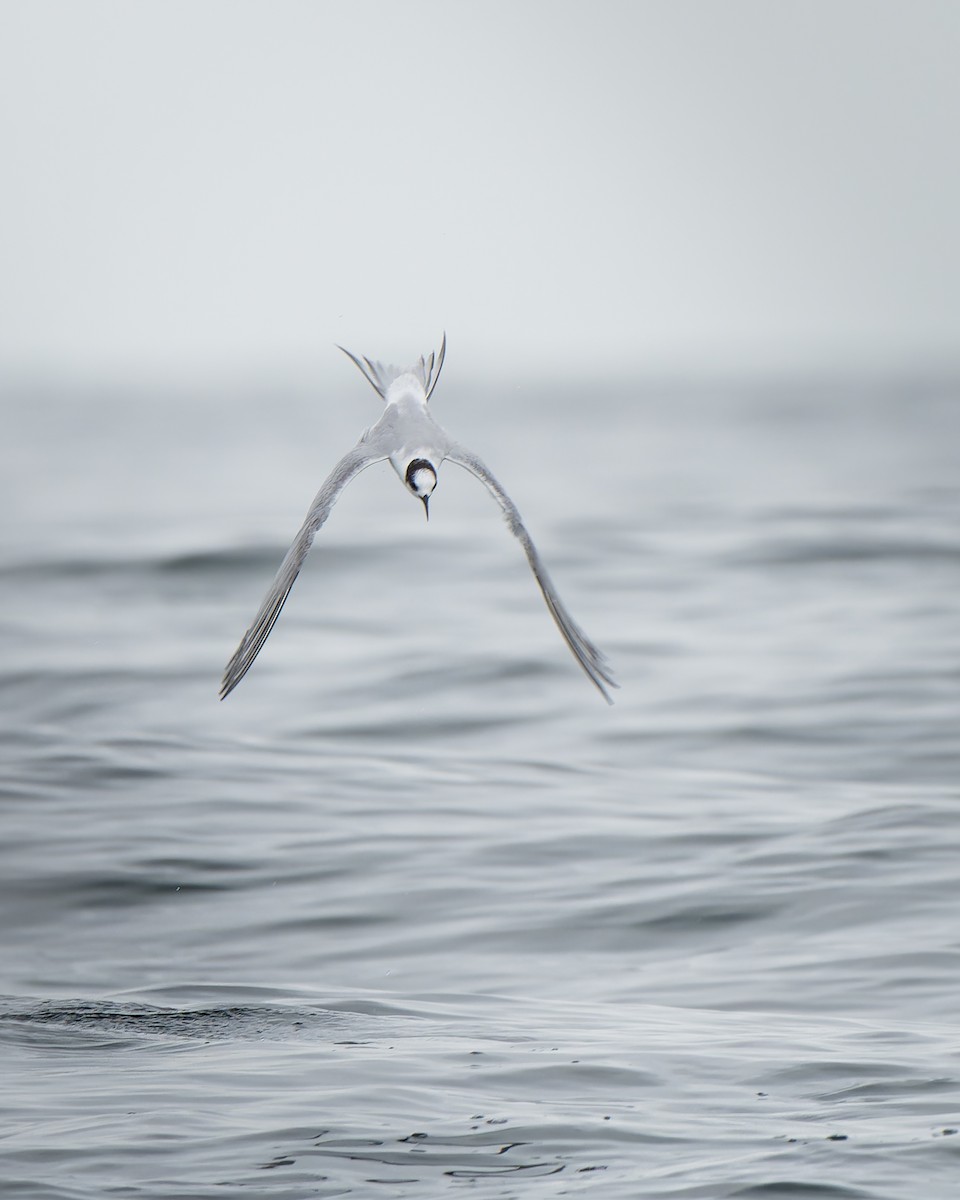 Common Tern - Francisco Castro Escobar