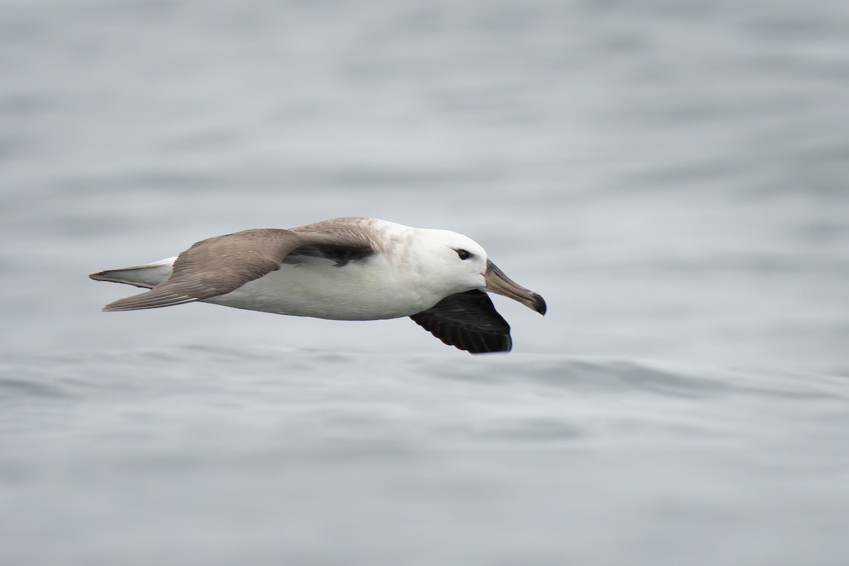 Albatros à sourcils noirs - ML612137646