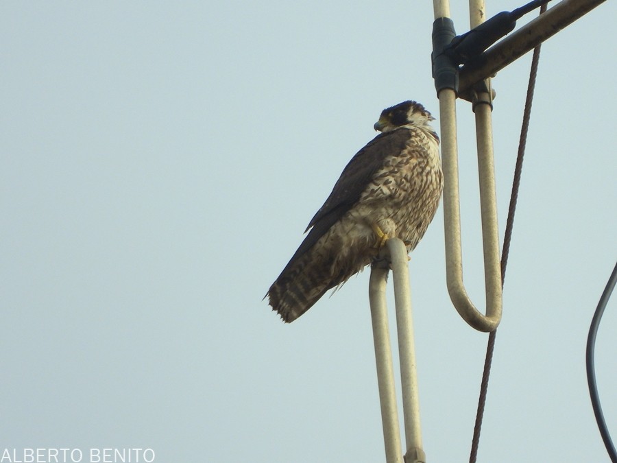 Peregrine Falcon (Barbary) - ML612137655