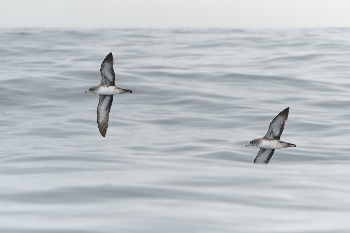 Pink-footed Shearwater - Francisco Castro Escobar