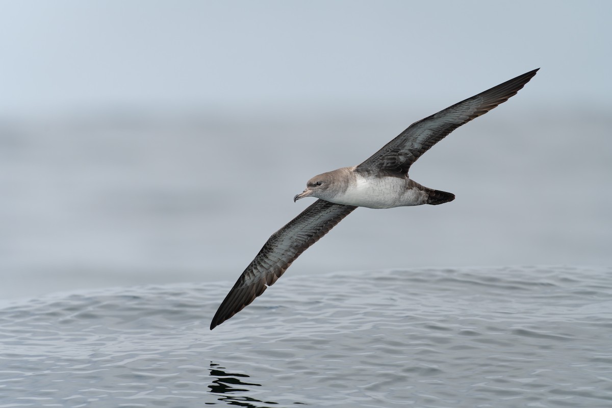 Pink-footed Shearwater - Francisco Castro Escobar