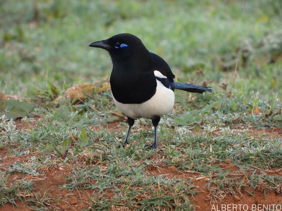 Maghreb Magpie - ML612137801