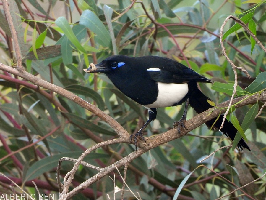 Maghreb Magpie - ML612137802