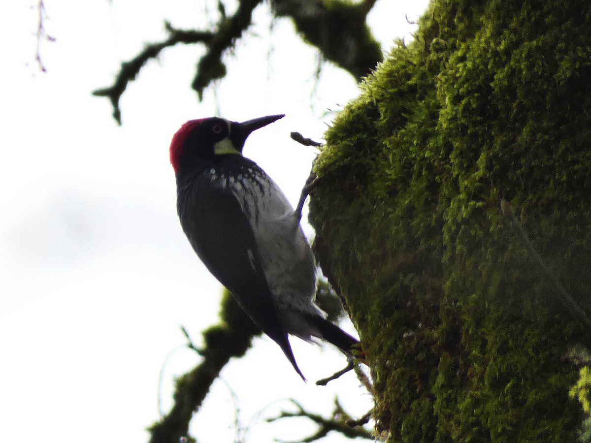 Acorn Woodpecker - ML612137849