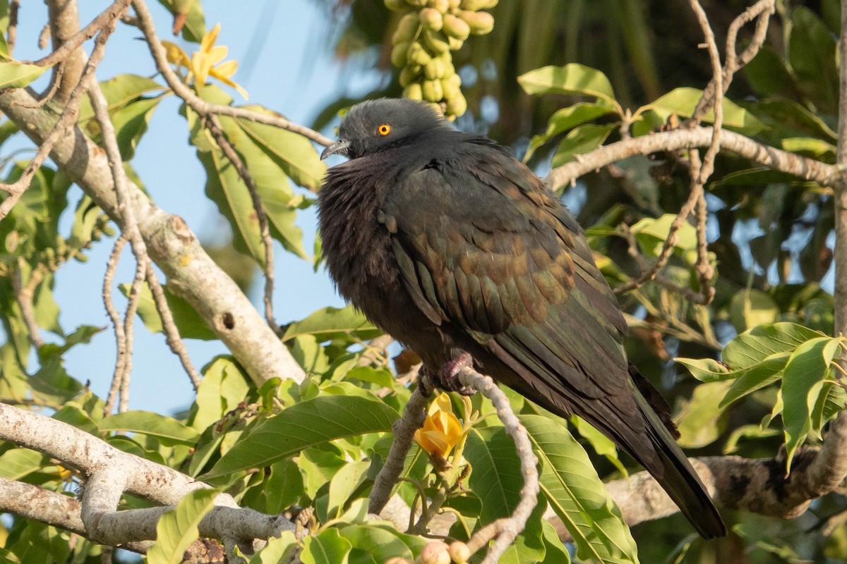 Christmas Island Imperial-Pigeon - Jan Lile