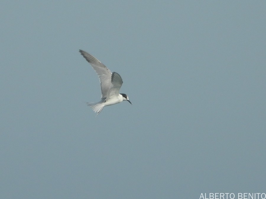 Common Tern - ML612137947