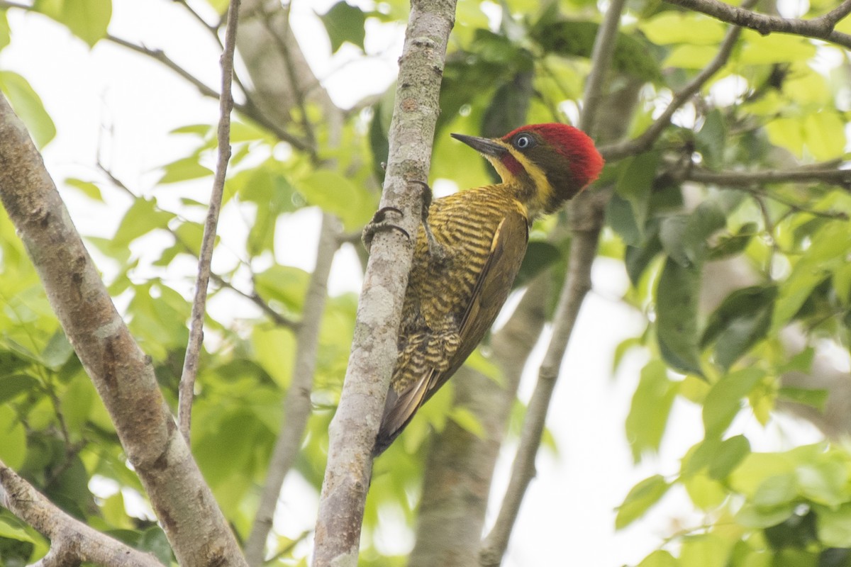 Golden-green Woodpecker (Golden-green) - ML612137955