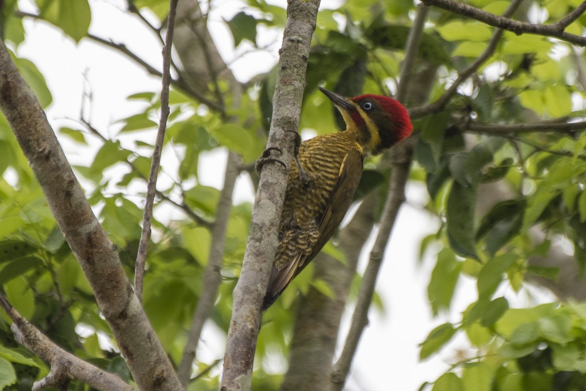 Golden-green Woodpecker (Golden-green) - ML612137956