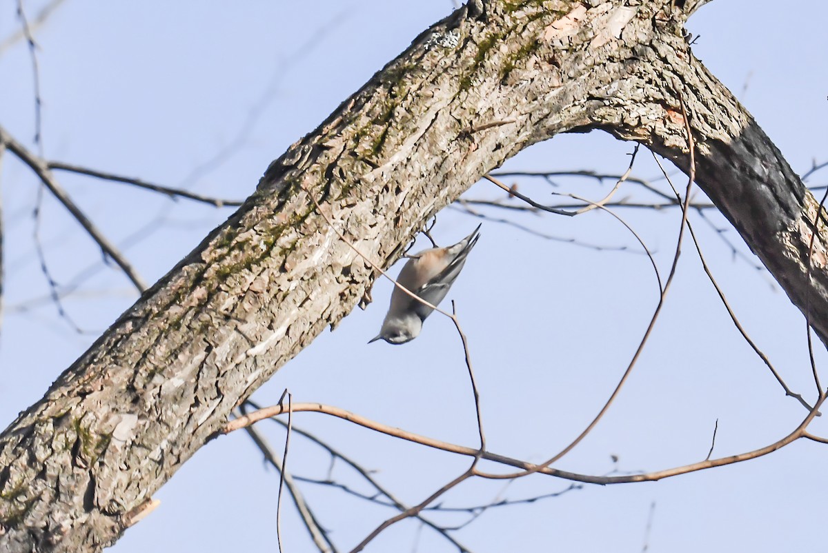 White-breasted Nuthatch - ML612138106