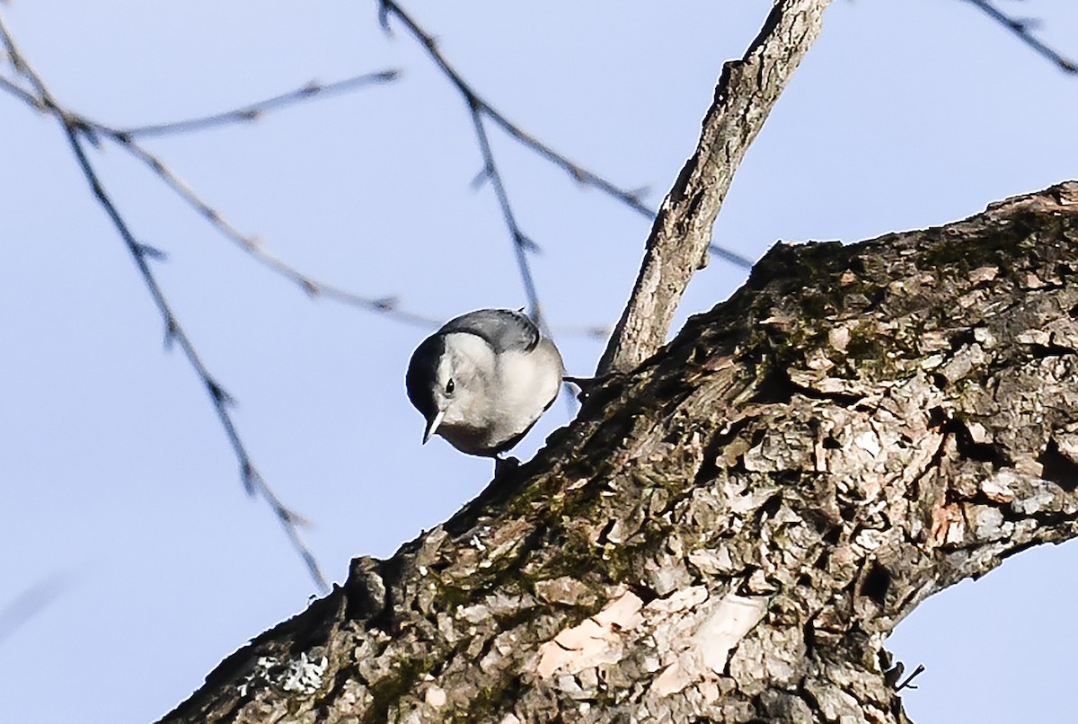 White-breasted Nuthatch - ML612138107